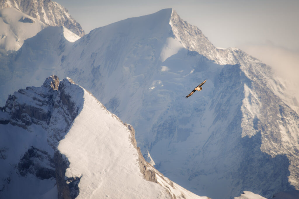 Gypaète barbu en vol avec en arrière plan l'aiguille de bionnassay