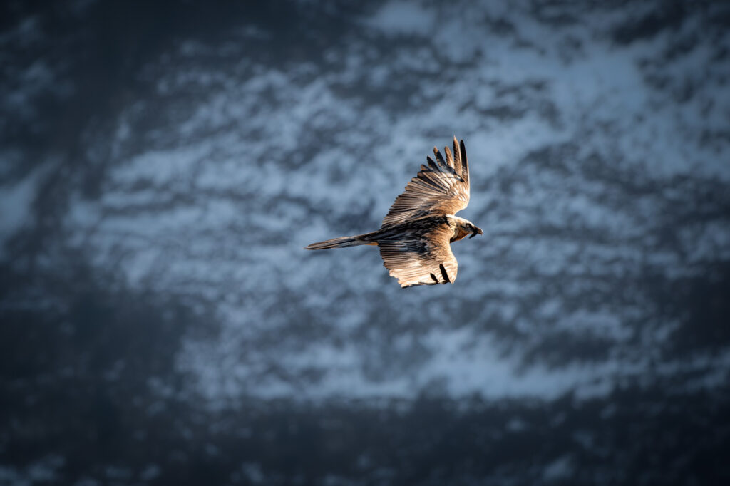 Gypaète barbu en vol avec une lumière rasante sur le plumage dans un air froid