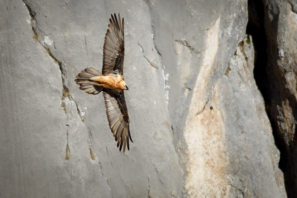 Gypaète barbu en plein virage devant la falaise