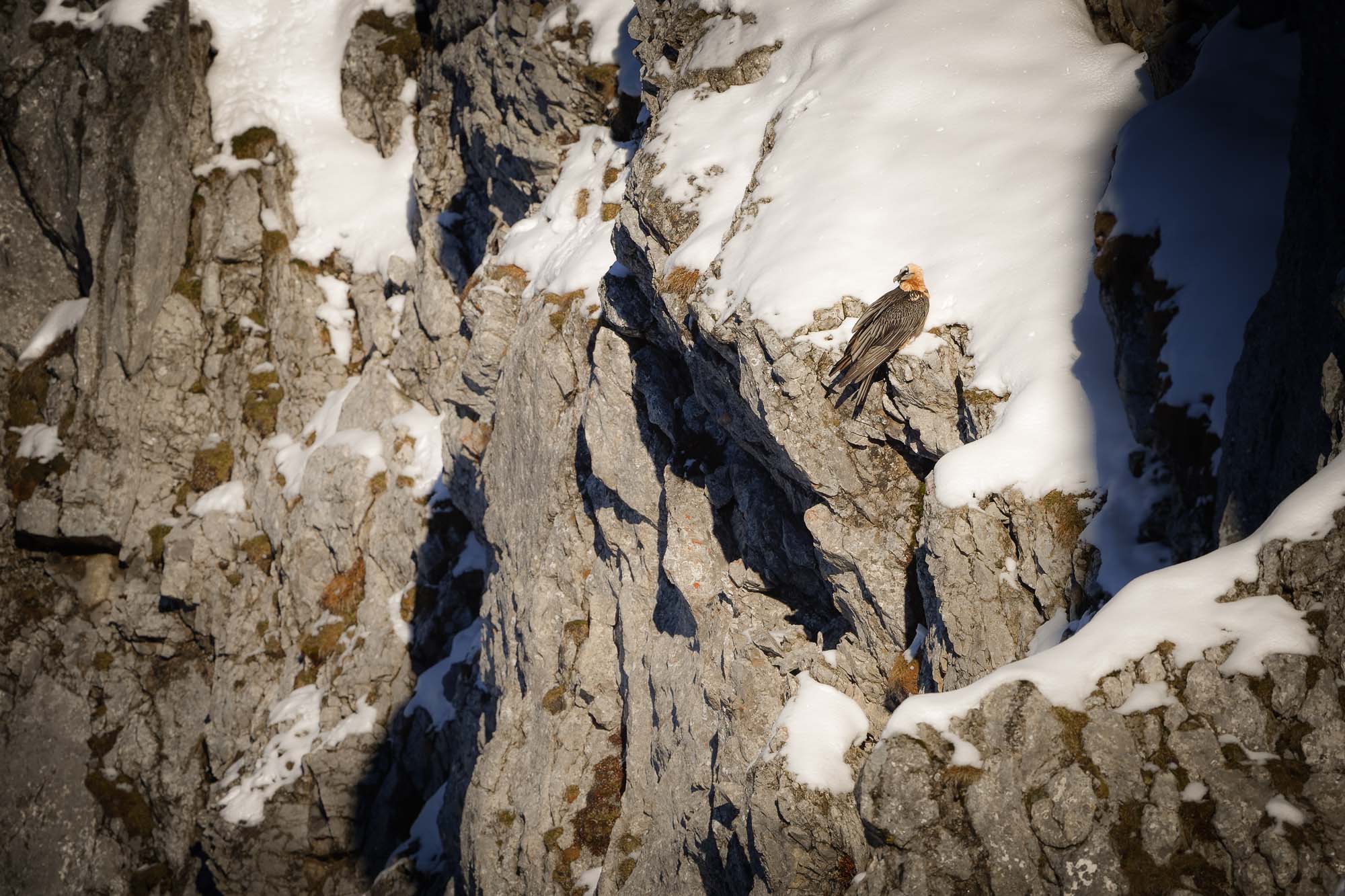 Gypaète barbu observe posé dans la neige son horizon de vol dans une ambiance automnale et froide