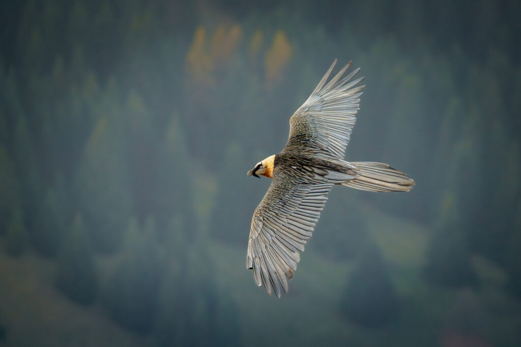 Gypaète barbu qui survole une foret de conifère
