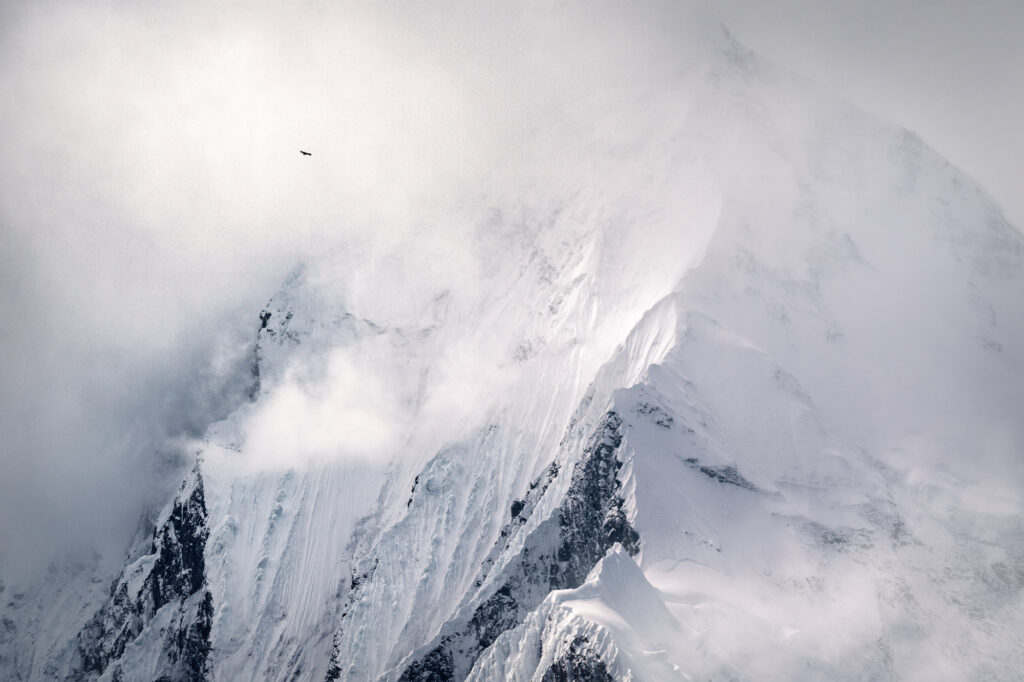 Le Gypaète barbu vol devant l'impressionnant Annapurna II