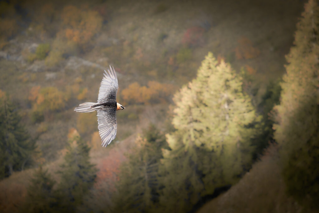 Le gypaète en survol d'une lisère de bois dans les couleurs chaude de l'automne