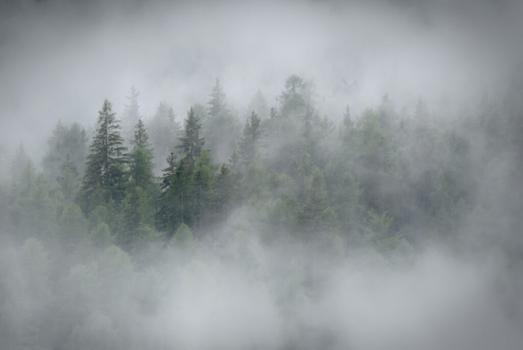 Pluie d'été dans une forêt alpine d'Italie
