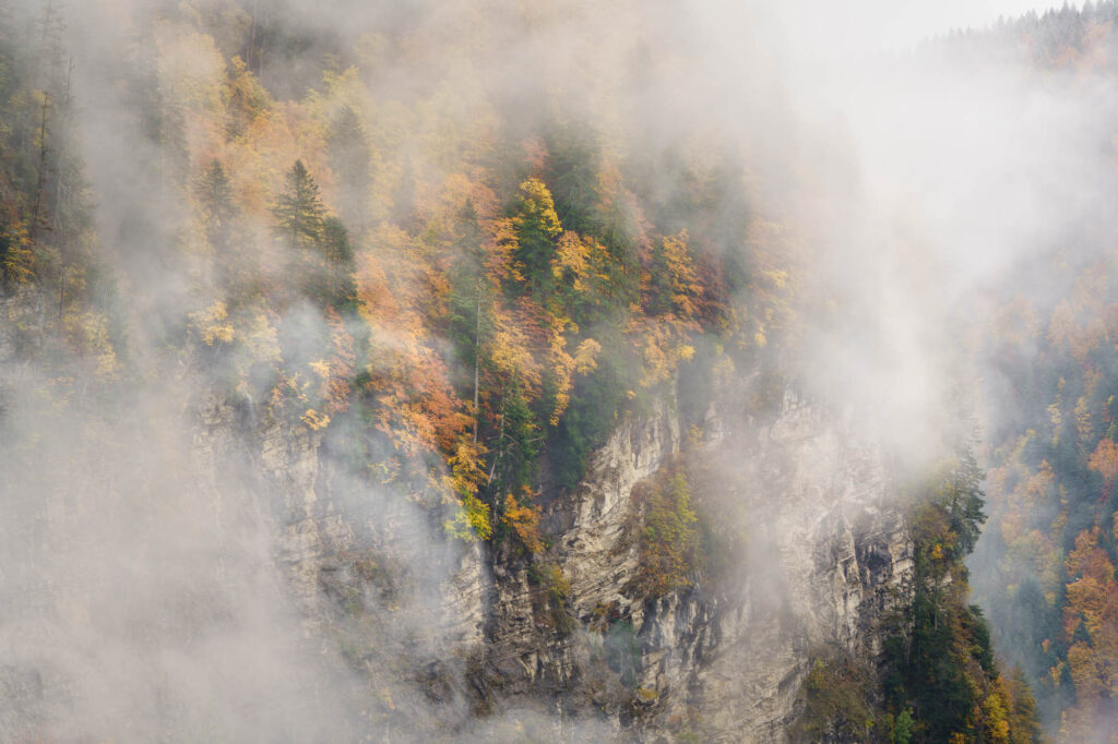 Forêt de conifère et feuillus au bord d'une falaise dans une ambiance automnale