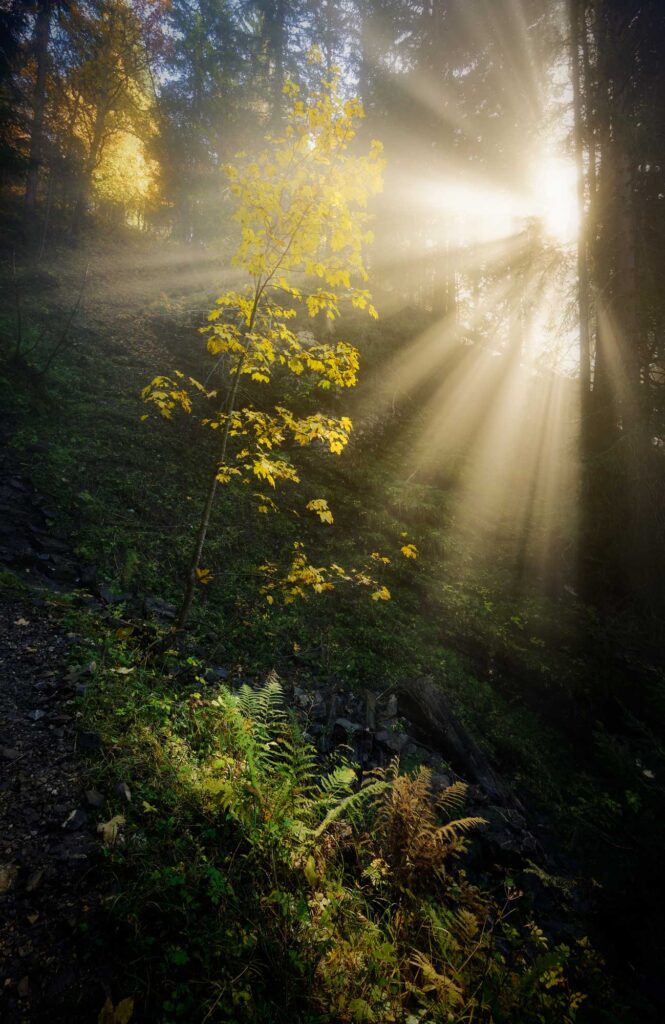 Lumière d'automne dans les forêt du haut giffre
