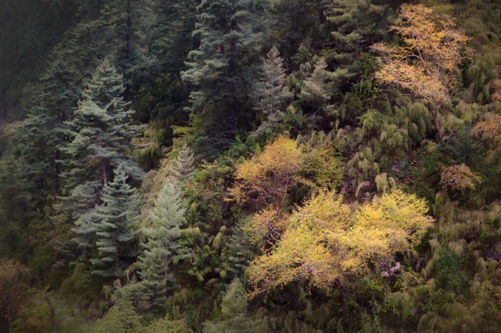 forêt népalaise