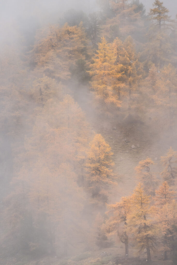 Forêt de mélèzes dans des teintes ambres et brume automnales