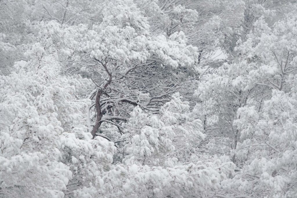 Peinture d'une forêt gardoise, les chênes verts recouvert de neige en cette fin de février