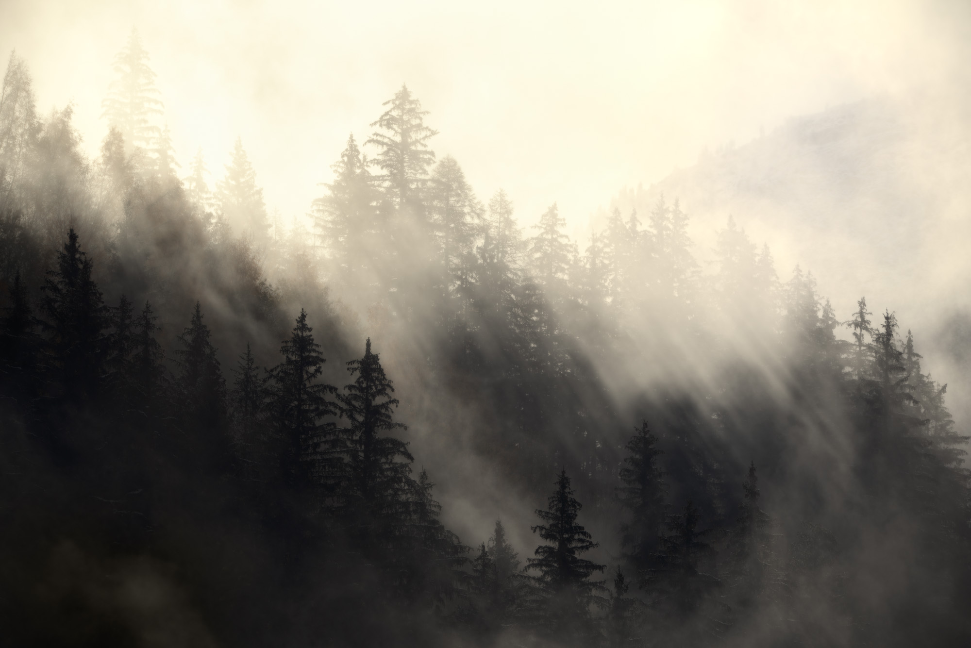 Forêt de conifères entre brumes ombre et lumière